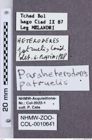 Etikette zu Paraheteroderes patruelis (NHMW-ZOO-COL-0010641)